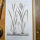 Printed in 1818, Wheat and Rice. Vintage botany.