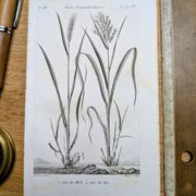 Printed in 1818, Wheat and Rice. Vintage botany.