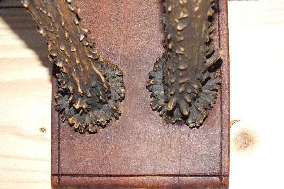 Hunting trophy, deer antler