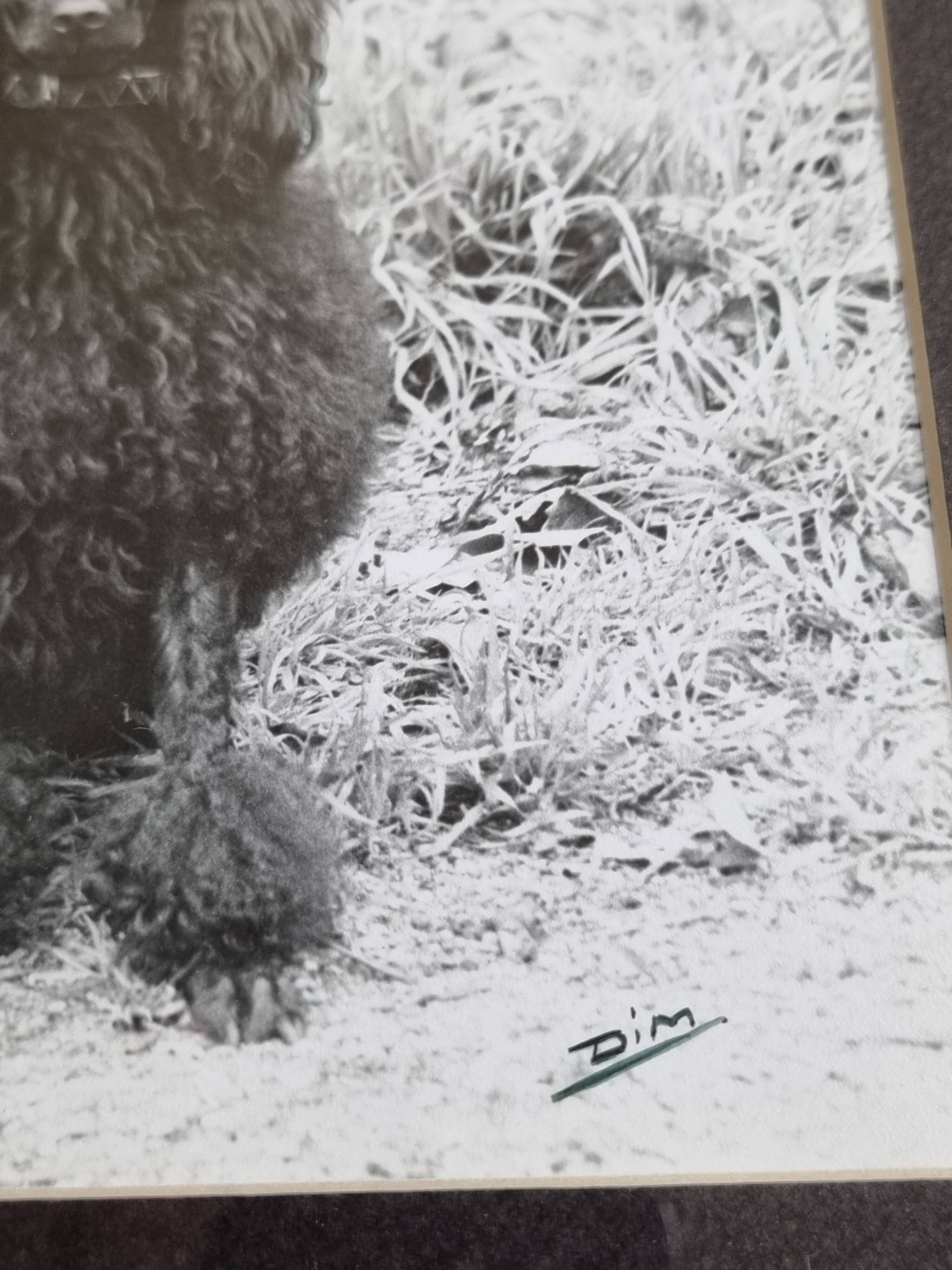 Old photograph, Canine Complicity, Silver print signed "Dim" (Henri Dimont) 32 x 25 cm