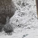 Old photograph, Canine Complicity, Silver print signed "Dim" (Henri Dimont) 32 x 25 cm