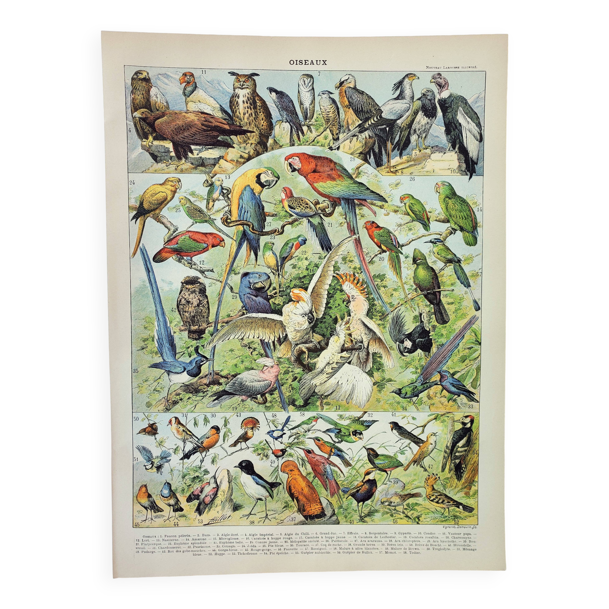 Antique engraving 1898, Birds 1: species, parrot, raptor • Lithograph, original illustration