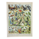 Antique engraving 1898, Birds 1: species, parrot, raptor • Lithograph, original illustration