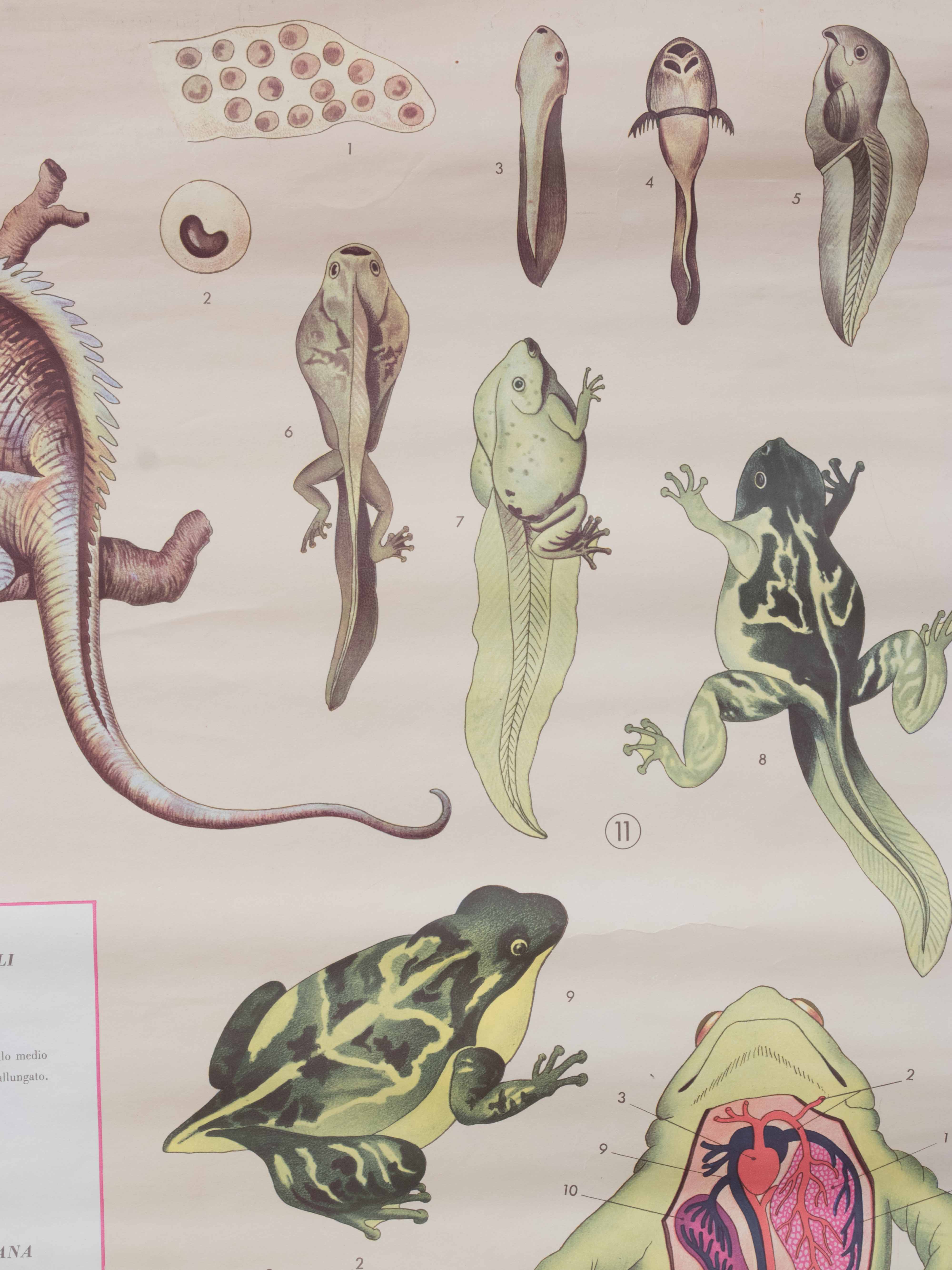 Vintage educational chart