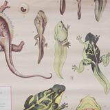 Vintage educational chart