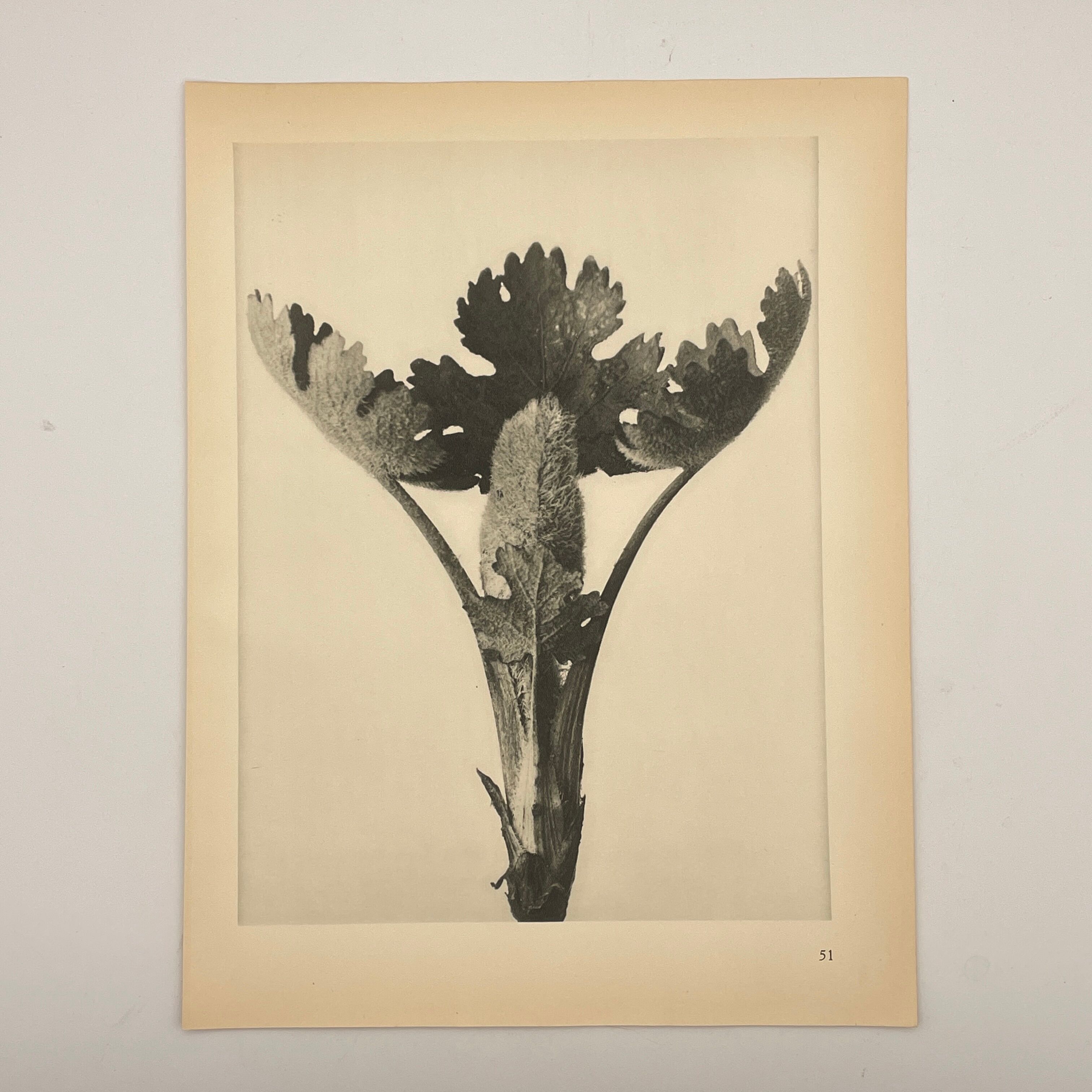 Rotogravure - Karl Blossfeldt