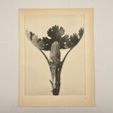 Rotogravure - Karl Blossfeldt