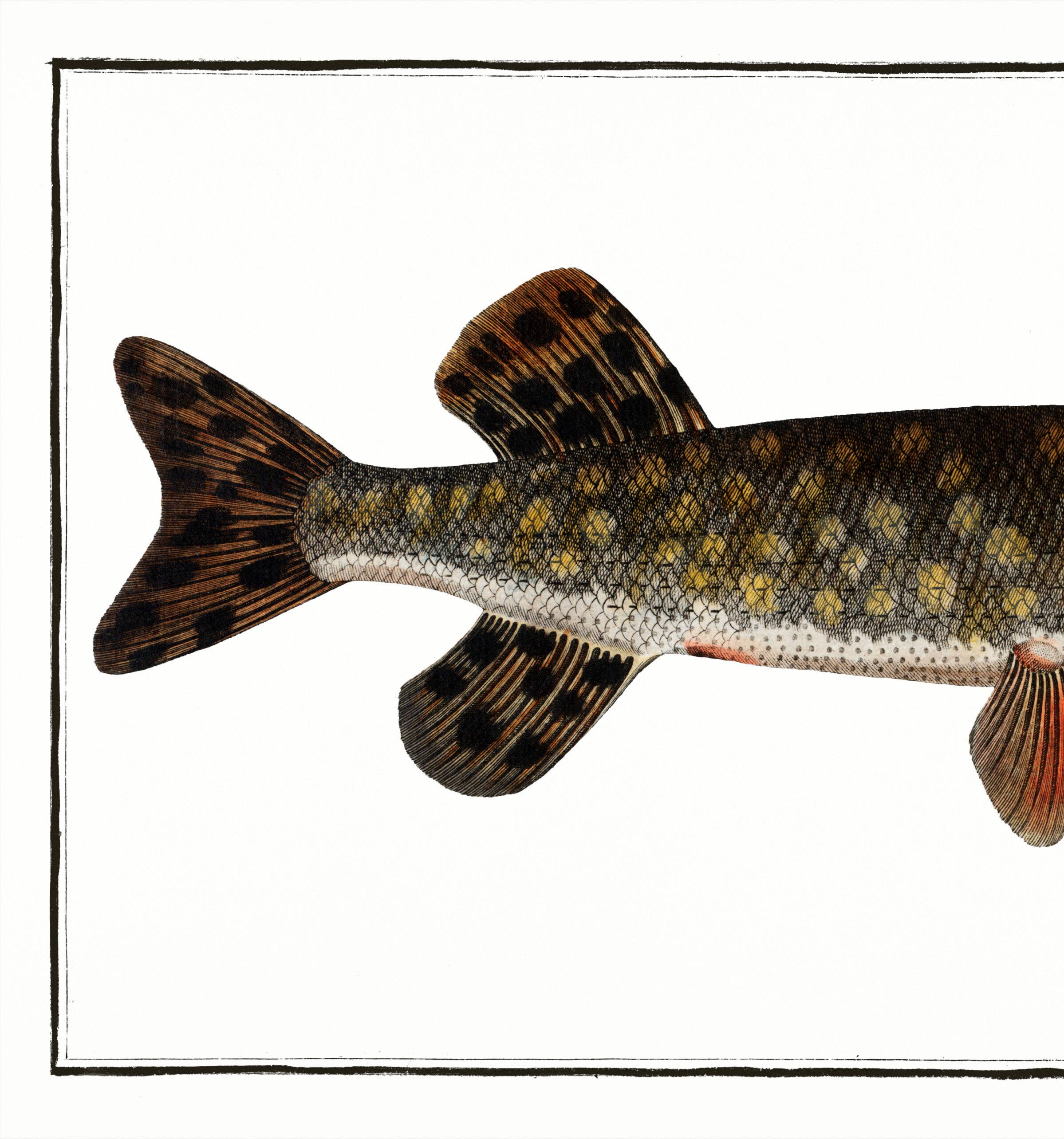 Poster about pike, based on an old engraving from 1746.