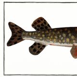 Poster about pike, based on an old engraving from 1746.