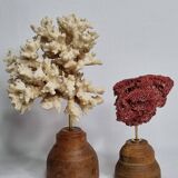 Set of two antique corals on turned wooden base, 20 cm