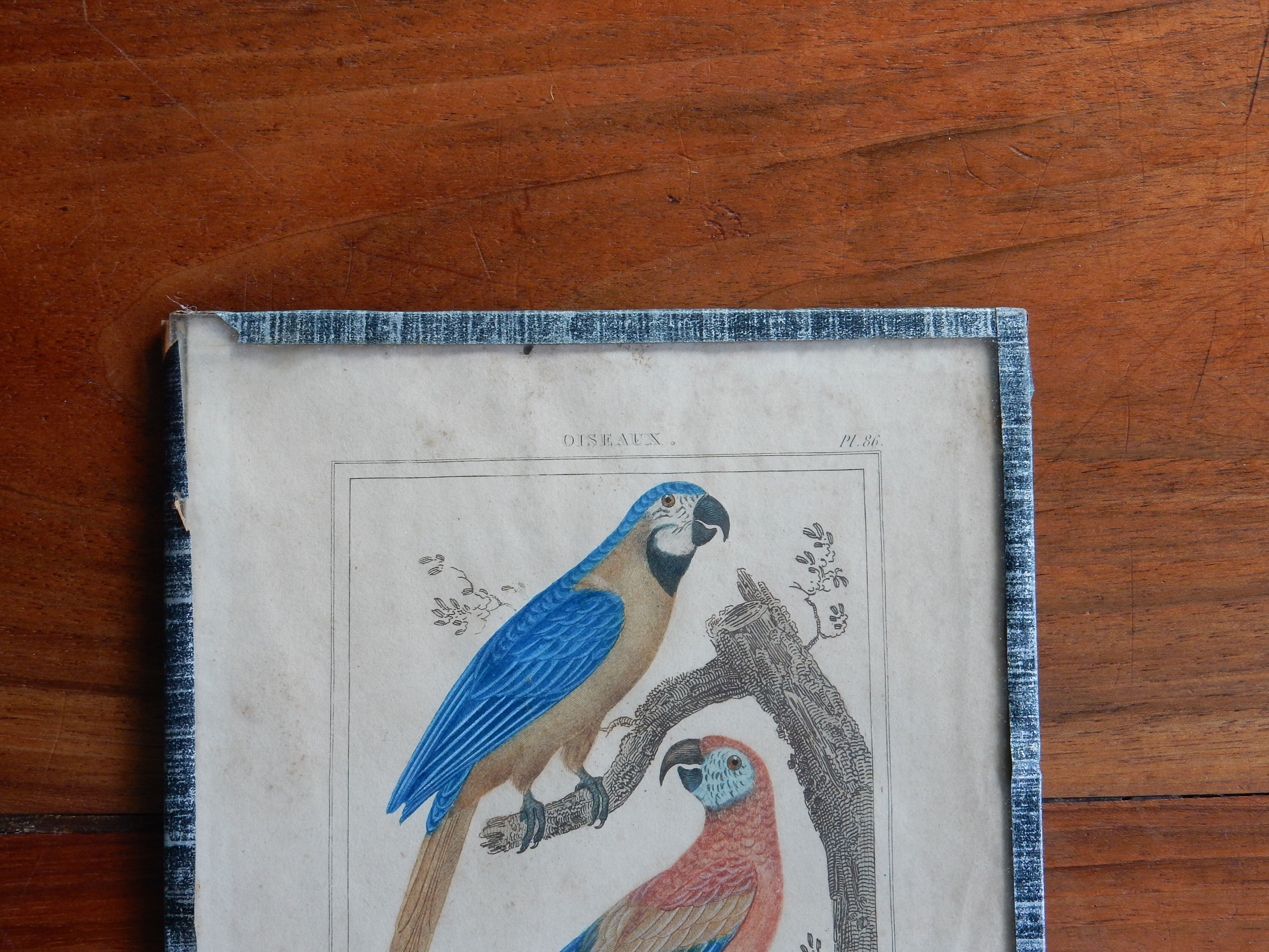 Original engraving 18th century Buffon