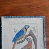 Original engraving 18th century Buffon