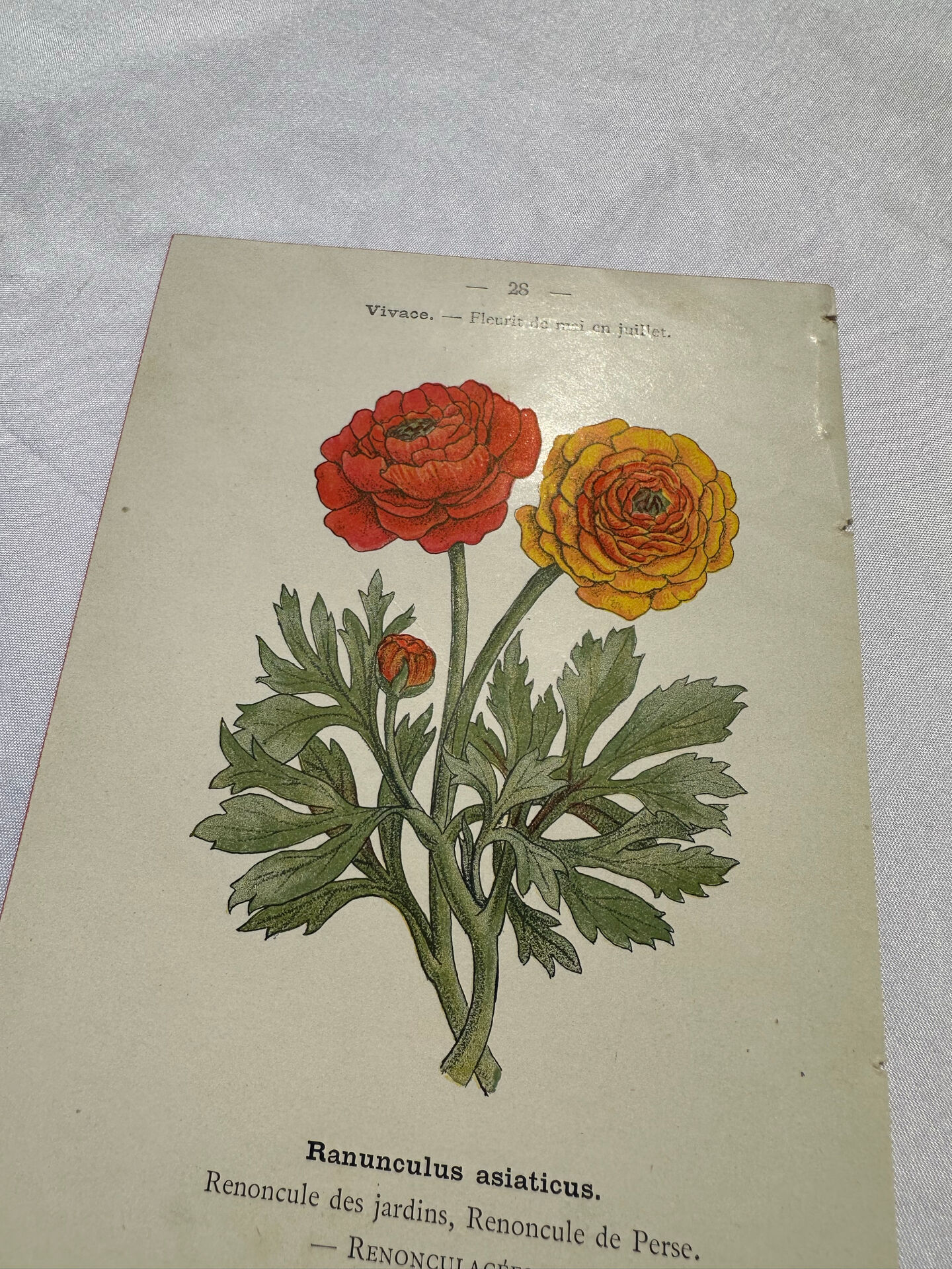 🌿 Botanical Plate Old Naturalist Engraving 19th Century Double-Sided A