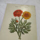 🌿 Botanical Plate Old Naturalist Engraving 19th Century Double-Sided A