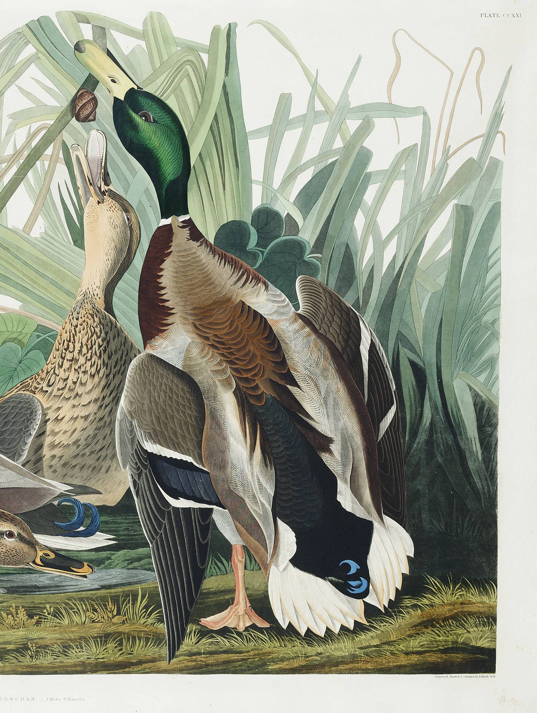 Poster about the Mallard Duck, based on an old engraving from 1827.