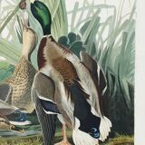 Poster about the Mallard Duck, based on an old engraving from 1827.
