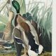 Poster about the Mallard Duck, based on an old engraving from 1827.