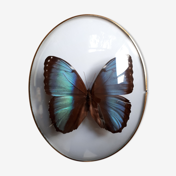Butterfly framed bulging oval frame / morpho