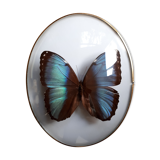 Papillon encadré cadre ovale bombé morpho