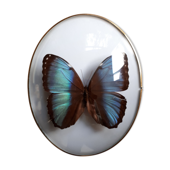 Papillon encadré cadre ovale bombé morpho