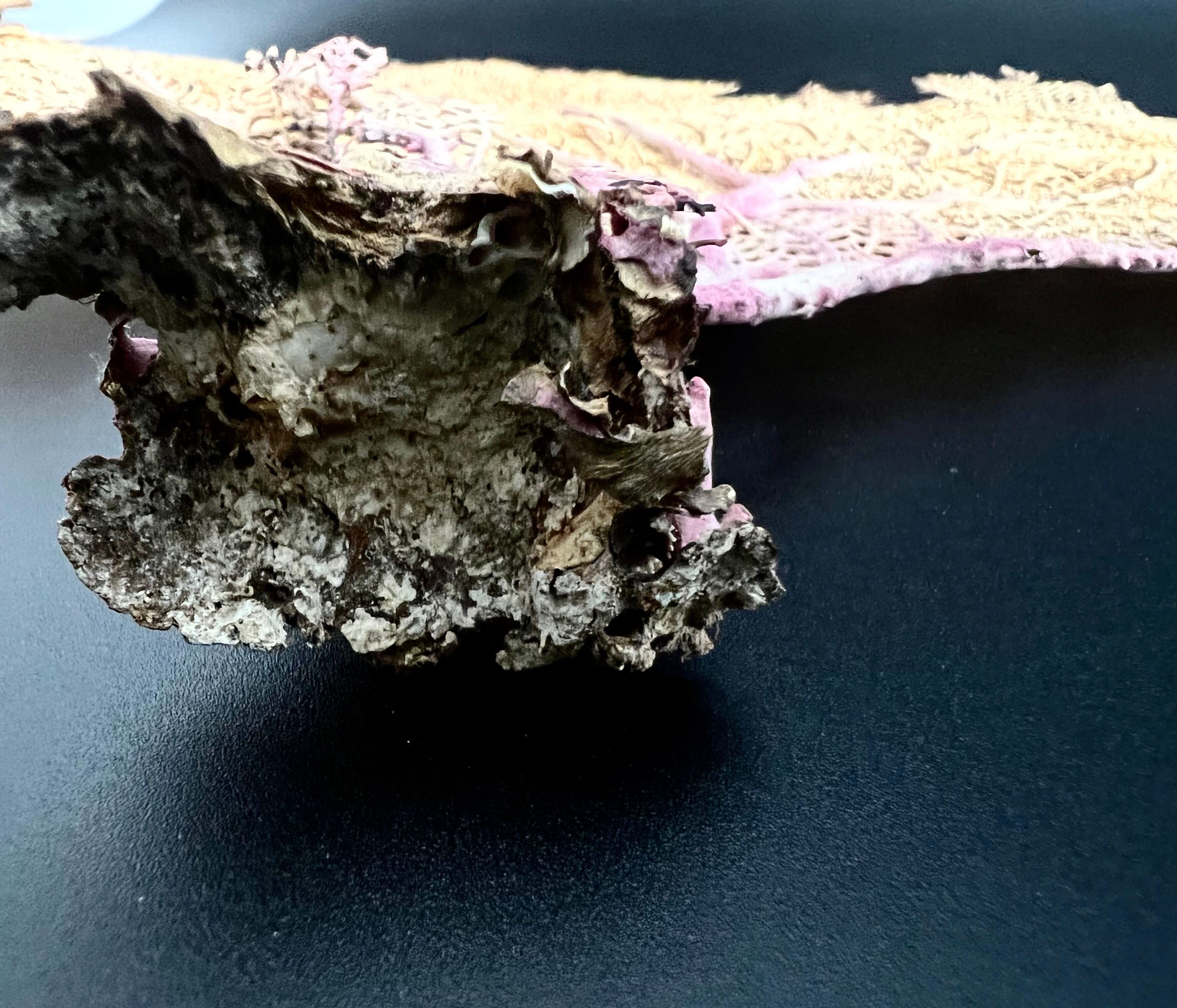 LARGE MODEL GORGON ANCIENT CORAL