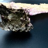 Gorgone corail ancien