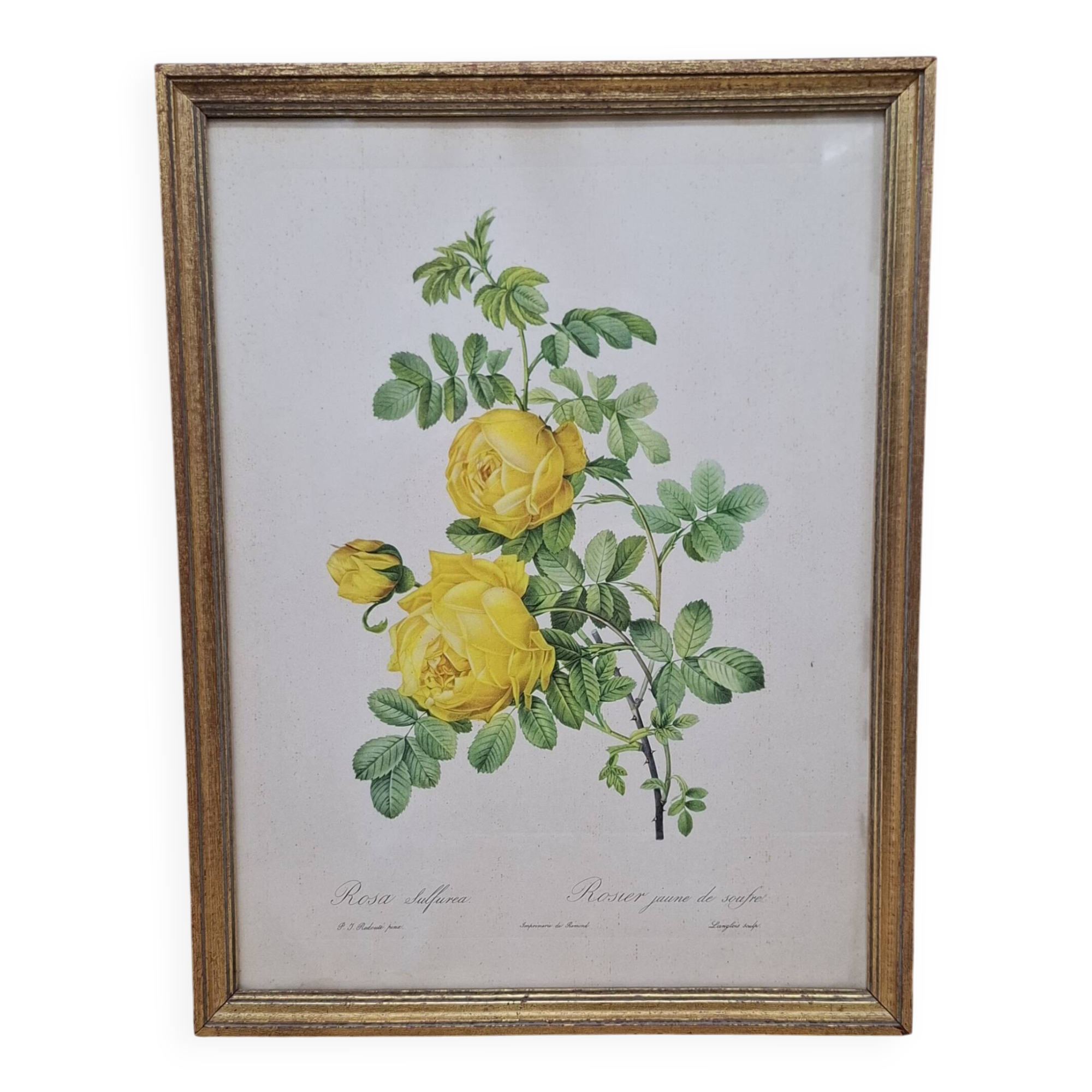 Botanical lithograph Yellow Sulphur Rose PJ Redouté