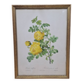 Lithographie botanique Rosier jaune de Soufre PJ Redouté