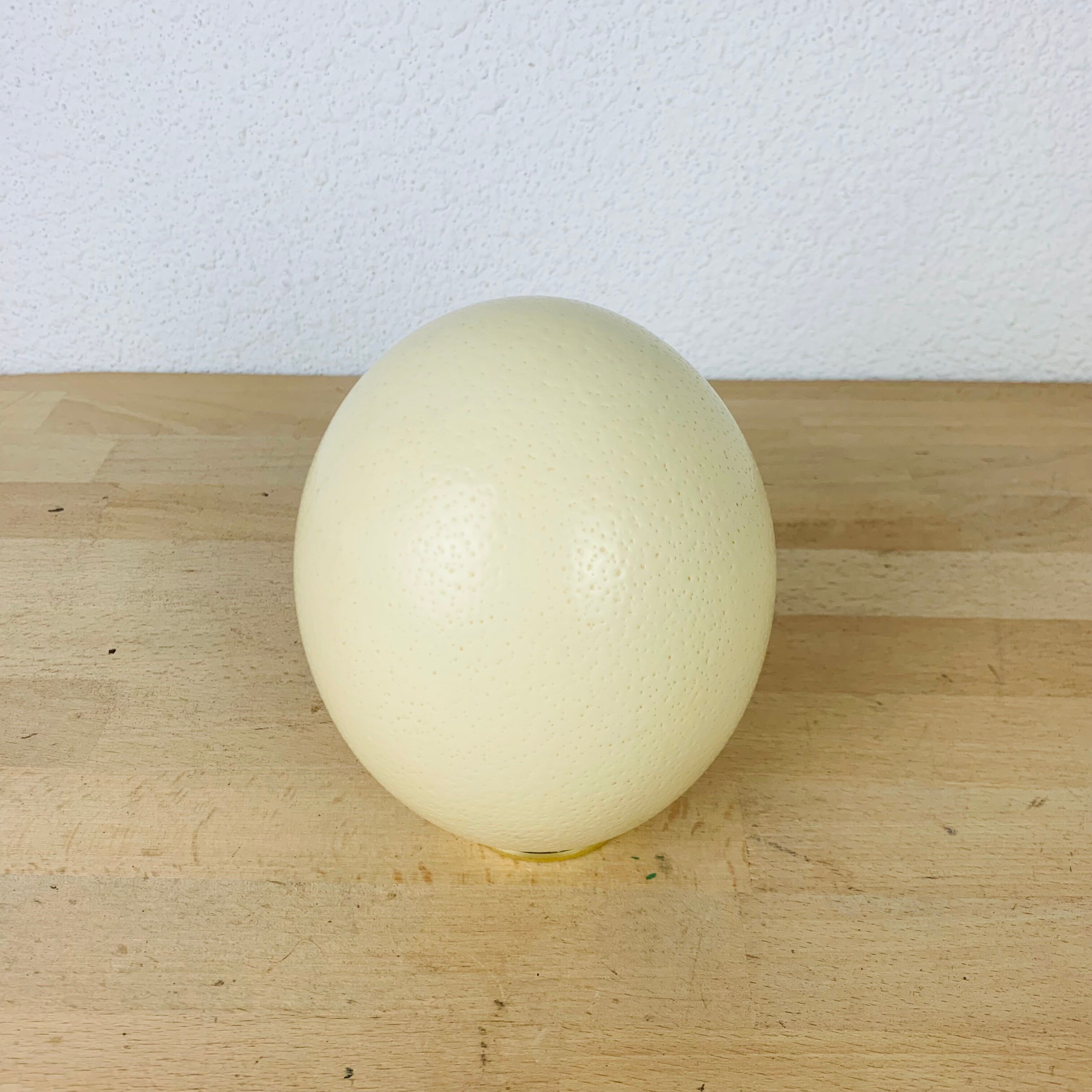 Golden ostrich egg object of curiosity