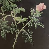 Lithographie Rose d’après Redouté