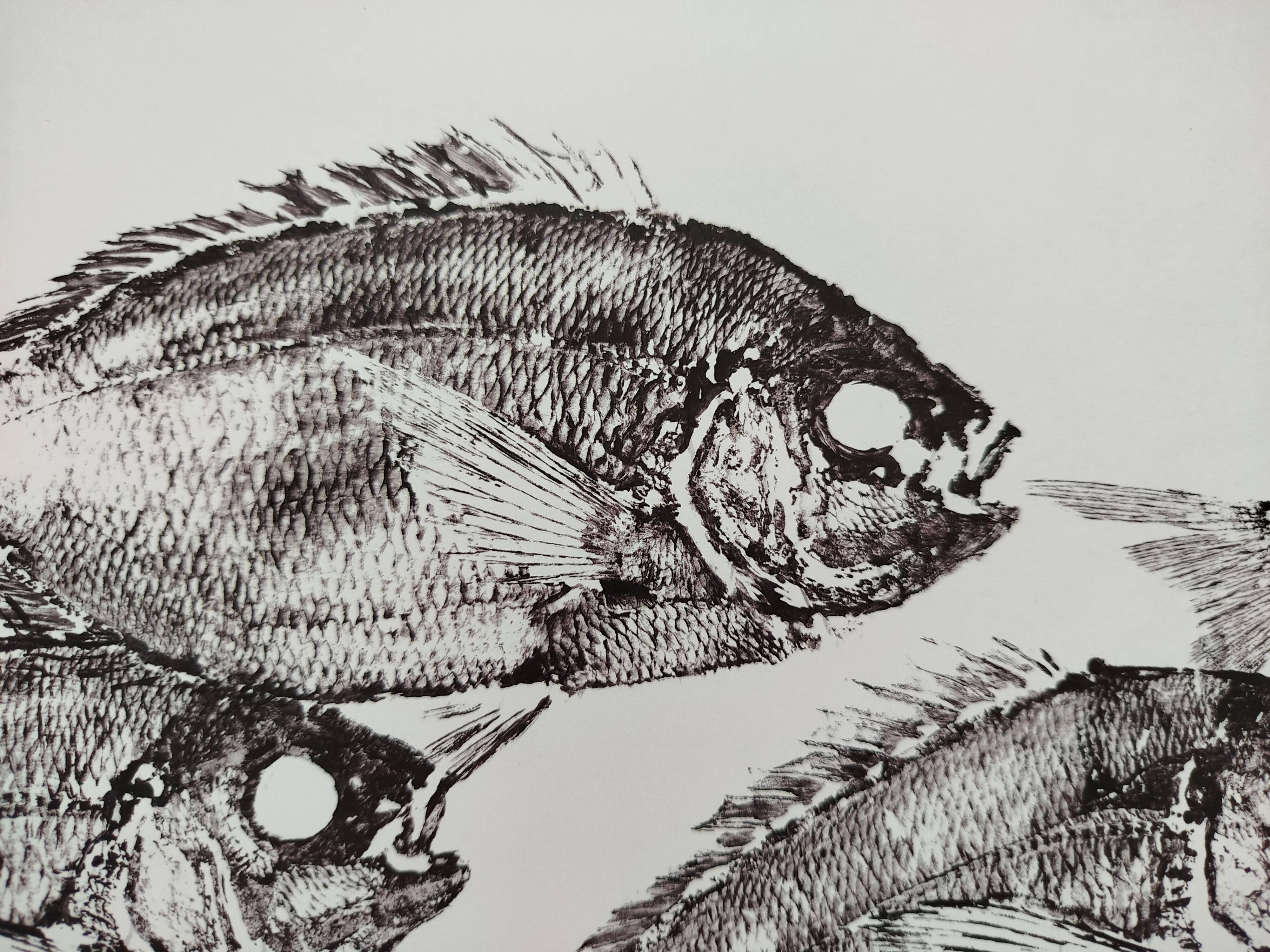 Framed art print, "Print of a school of sea bream" (gyotaku)