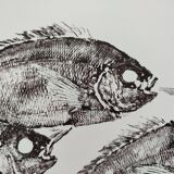 Framed art print, "Print of a school of sea bream" (gyotaku)