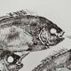 Framed art print, "Print of a school of bream" (gyotaku)