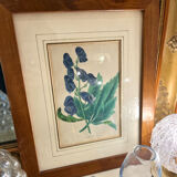 Framed engraving of botany, nineteenth