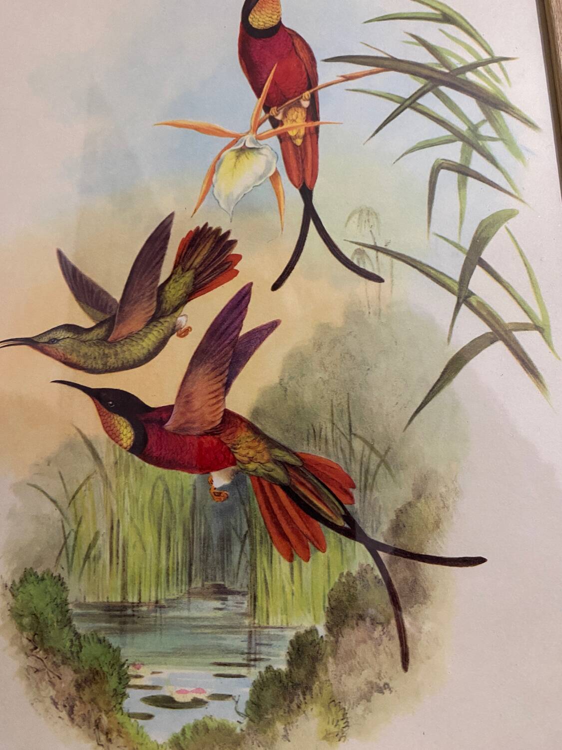 Topaza ornithological lithograph