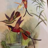 Topaza ornithological lithograph