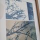 Cyanotype encadré