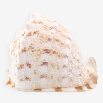 Coquillage beige et blanc spirale, années 60