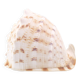 Coquillage beige et blanc spirale, années 60