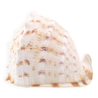 Coquillage beige et blanc spirale, années 60