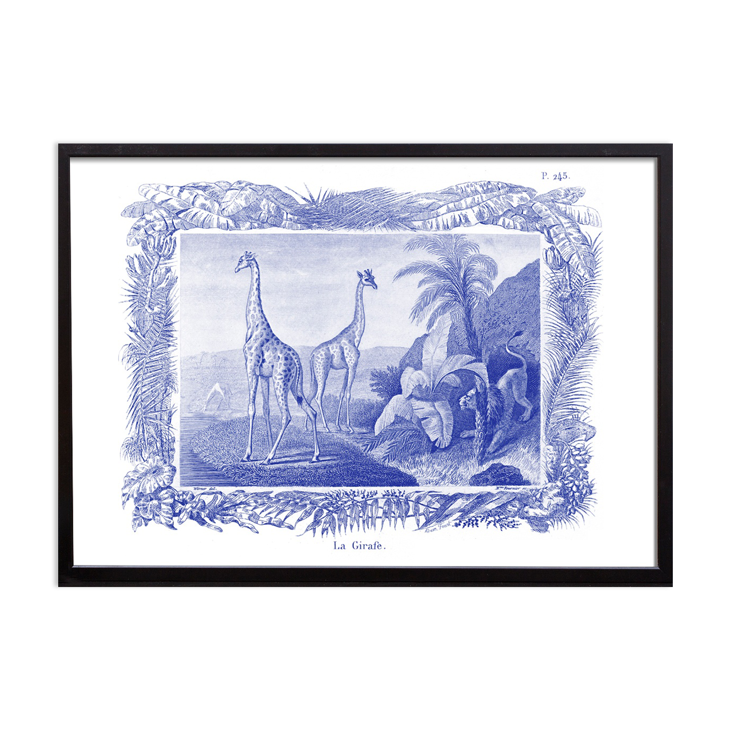 Lithography engraving vintage Buffon giraffe - A3 format