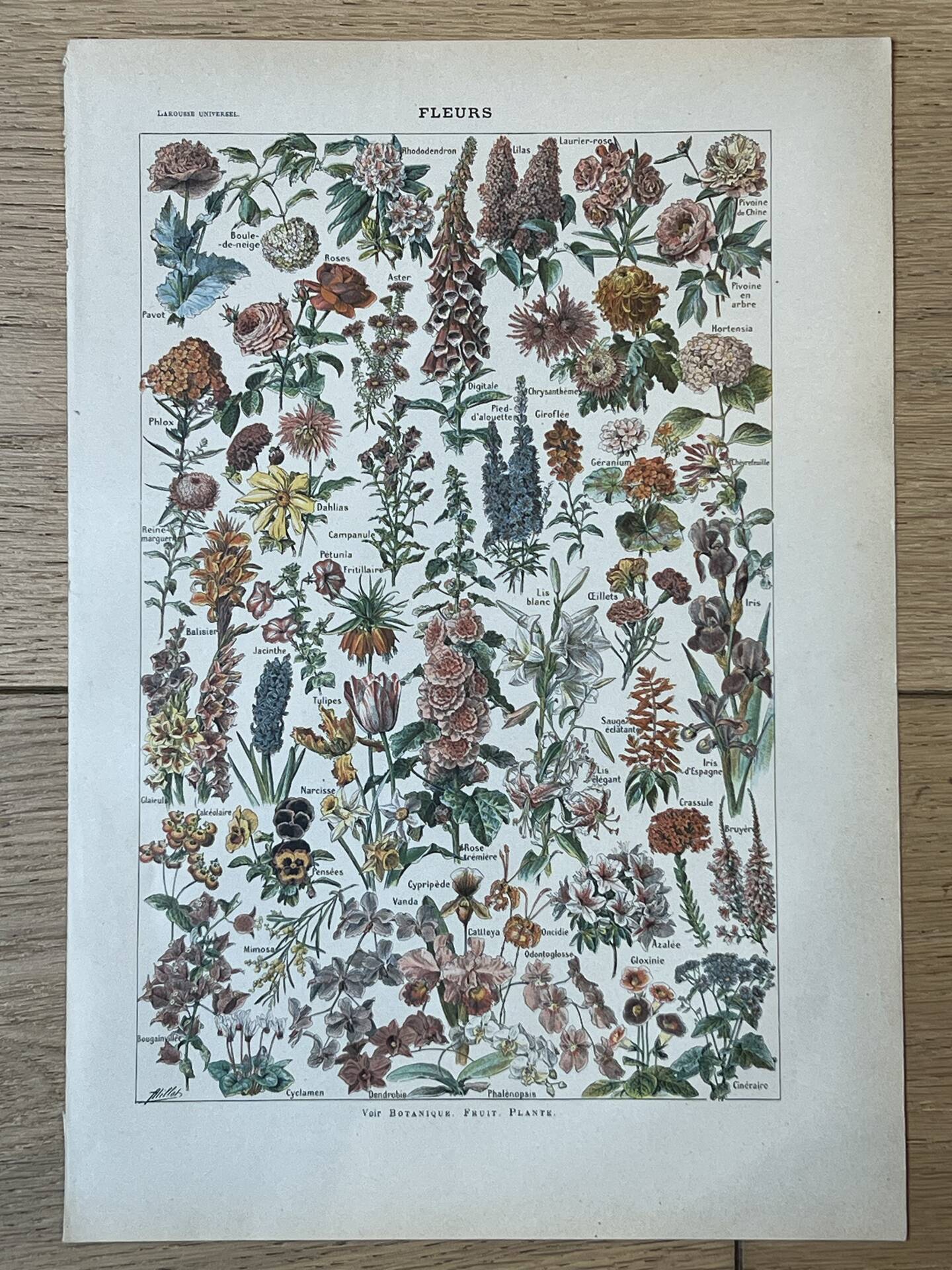 Planche botanique “Fleurs” - 29x20cm - 1922