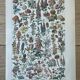 Planche botanique “Fleurs” - 29x20cm - 1922