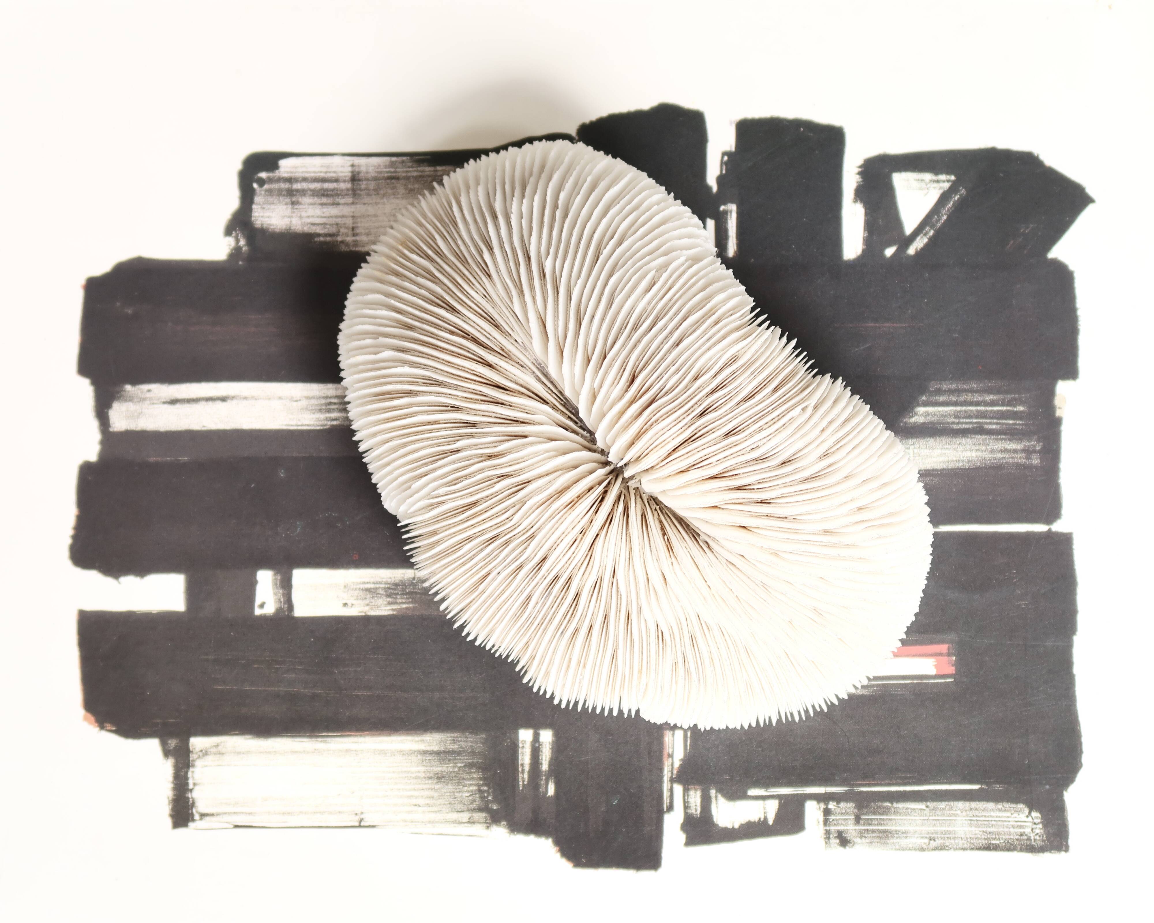 White coral, cabinet of curiosities, 70s