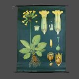 Affiche Botanique années 60