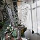 Luminarc vintage stemmed glasses