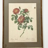 Pink botanical lithograph