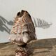 Shell lamp 1970 vintage mother-of-pearl to pose or bedside
