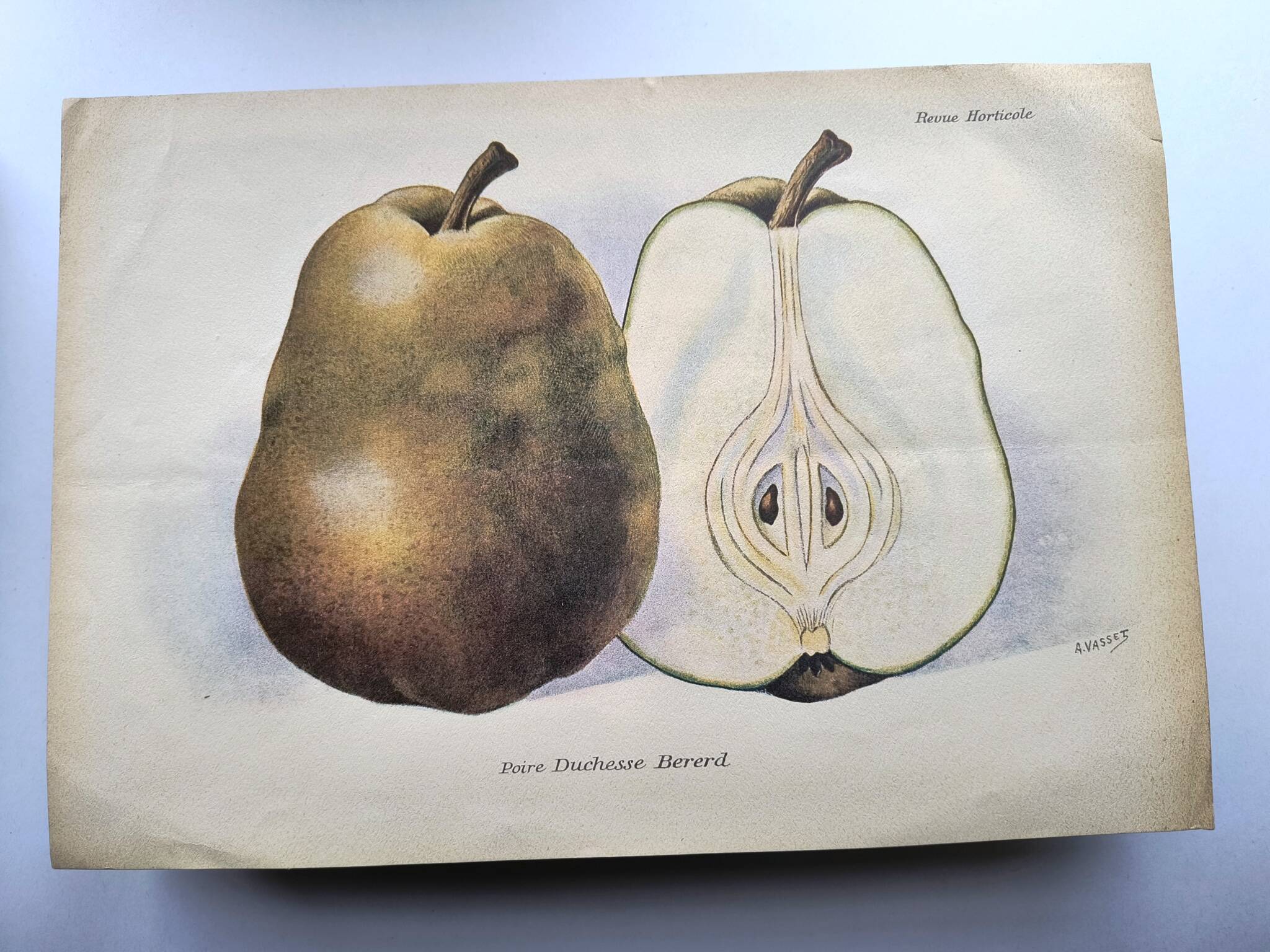 Antique botanical engraving from 1922 by A.Vasset • Duchess pear • fruit
