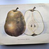 Antique botanical engraving from 1922 by A.Vasset • Duchess pear • fruit
